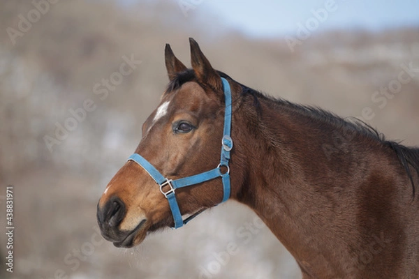 Obraz サラブレッドの牧場