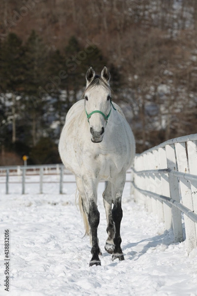 Obraz サラブレッドの牧場