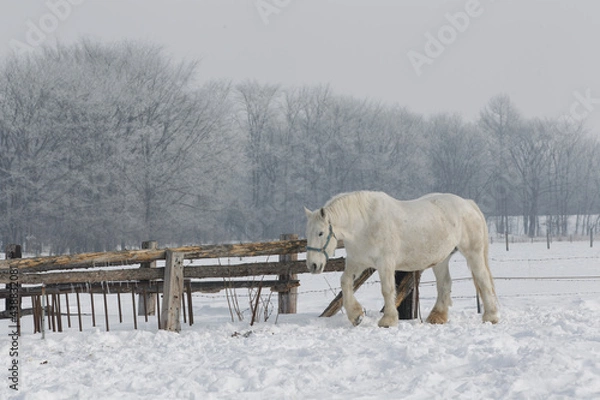 Obraz ばん馬の牧場