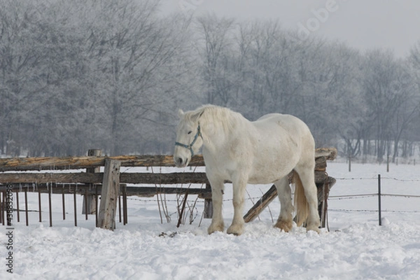 Obraz ばん馬の牧場