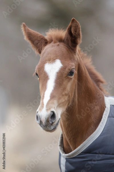 Obraz サラブレッドの牧場風景