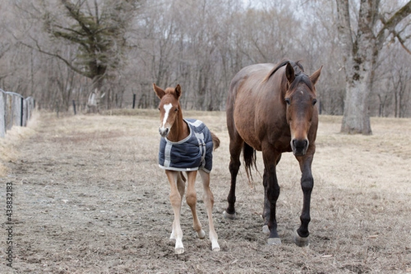 Obraz サラブレッドの牧場風景