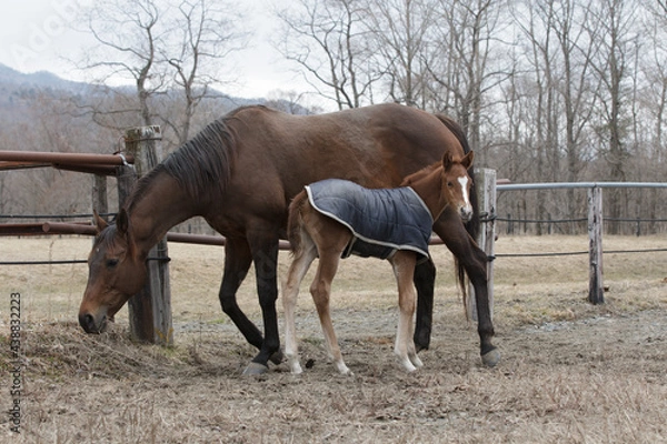 Obraz サラブレッドの牧場風景
