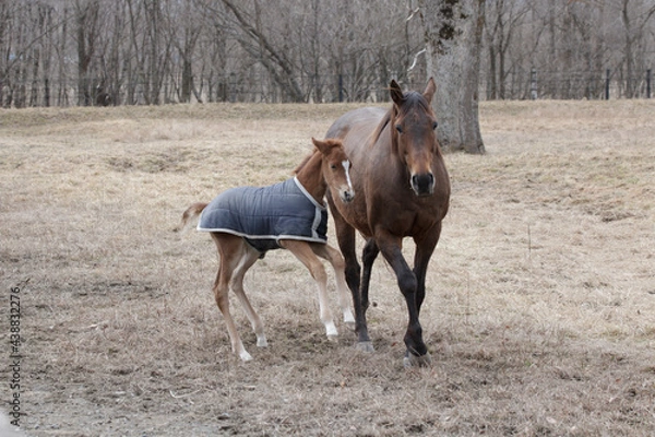 Obraz サラブレッドの牧場風景