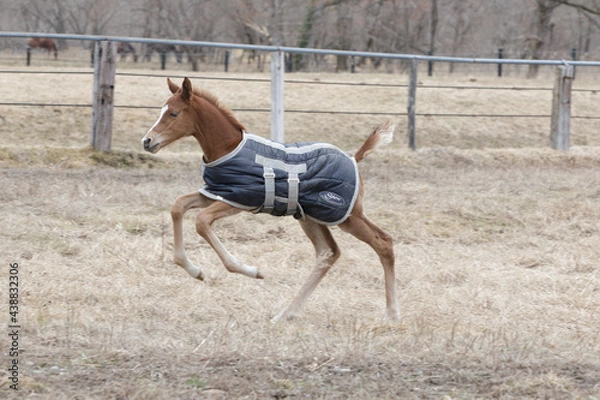 Obraz サラブレッドの牧場風景