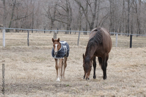 Obraz サラブレッドの牧場風景