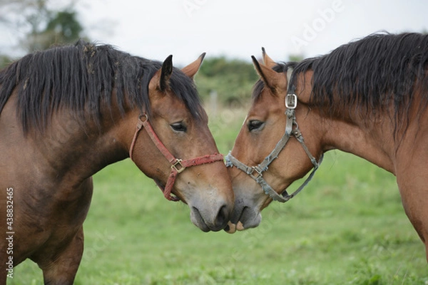 Obraz ばん馬の牧場