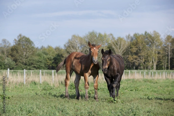 Obraz ばん馬の牧場