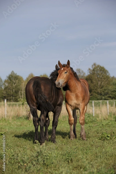 Obraz ばん馬の牧場