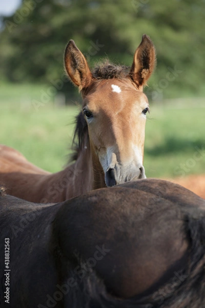 Obraz ばん馬の牧場