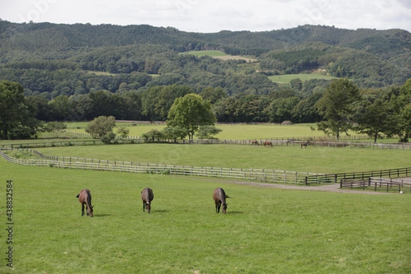 Obraz サラブレッドの牧場風景