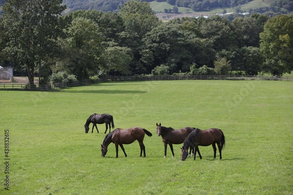 Obraz サラブレッドの牧場風景