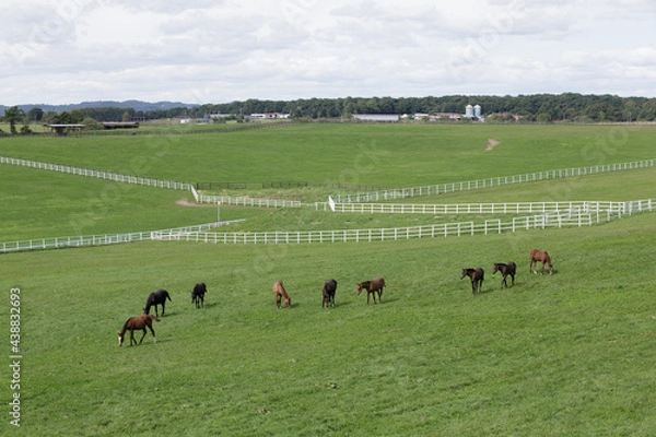 Obraz サラブレッドの牧場風景