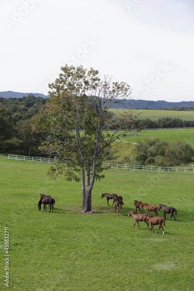 Obraz サラブレッドの牧場風景