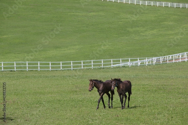 Obraz サラブレッドの牧場風景