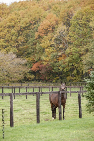 Obraz サラブレッドの牧場風景