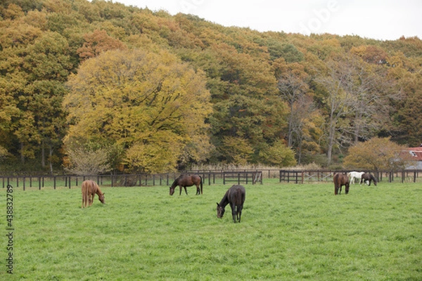 Obraz サラブレッドの牧場風景