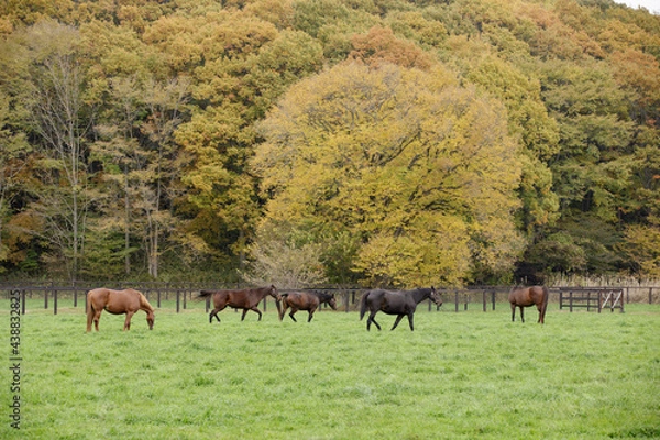 Obraz サラブレッドの牧場風景