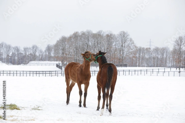 Obraz サラブレッドの牧場風景