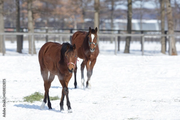 Obraz サラブレッドの牧場風景