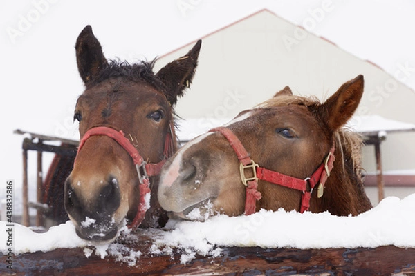 Obraz ばん馬の牧場