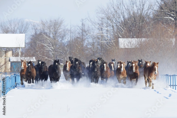 Obraz 十勝牧場の馬追運動