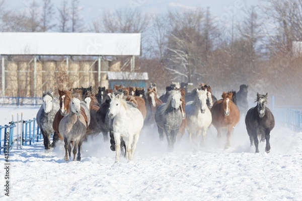 Obraz 十勝牧場の馬追運動