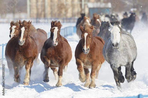 Obraz 十勝牧場の馬追運動