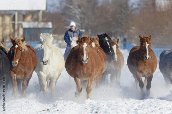 Obraz 十勝牧場の馬追運動