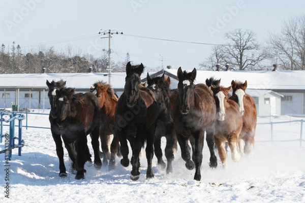 Obraz 十勝牧場の馬追運動