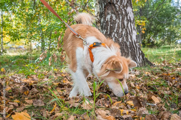 Obraz The dog carefully sniffs the grass