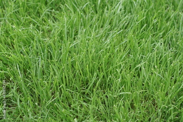Obraz the grass grows after mowing 