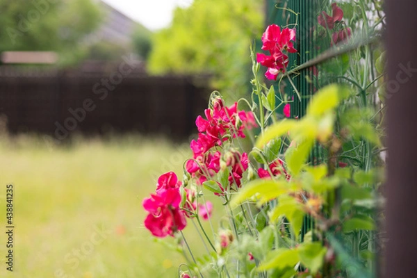 Obraz Stadtgarten, Sichtschutz, rote Duftwicke an einem neuen Metallzaun