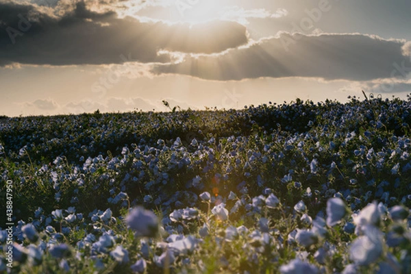 Obraz ネモフィラ