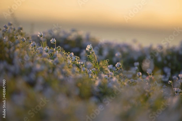 Obraz ネモフィラ