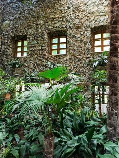 Obraz window with ivy