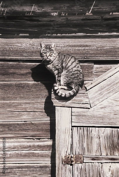 Obraz Domestic cat sitting on the window of an old Russian house