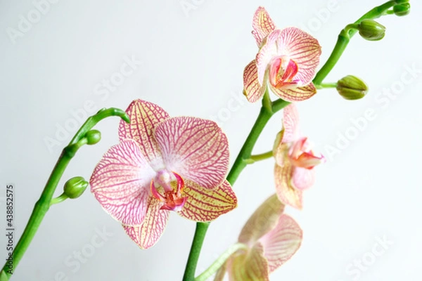 Obraz Orchid flower shot close-up on a white background