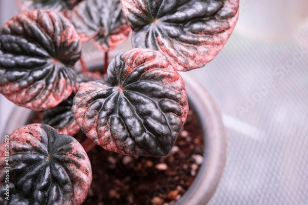 Obraz Peperomia apricot top view close up