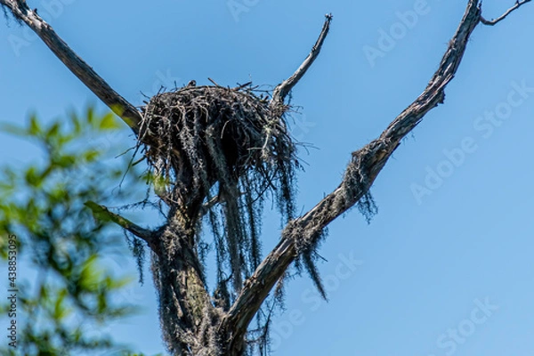Obraz OSPREY NEST