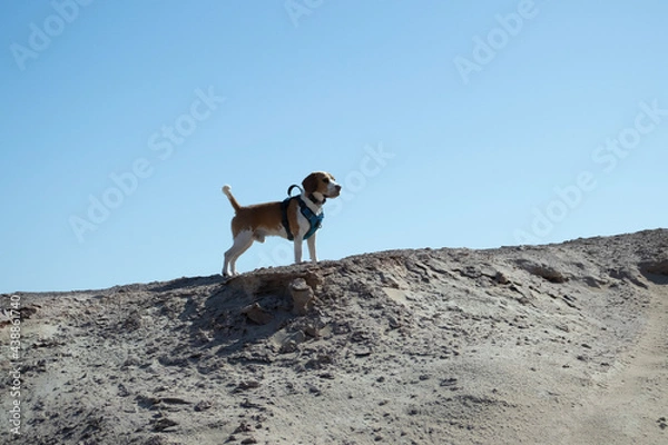 Obraz deer in the desert