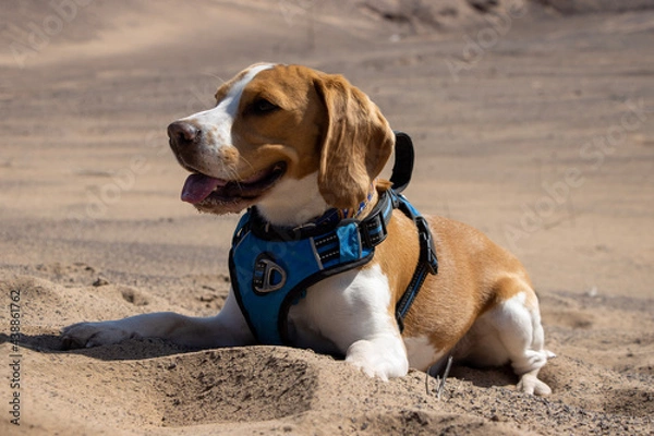 Obraz dog on the beach
