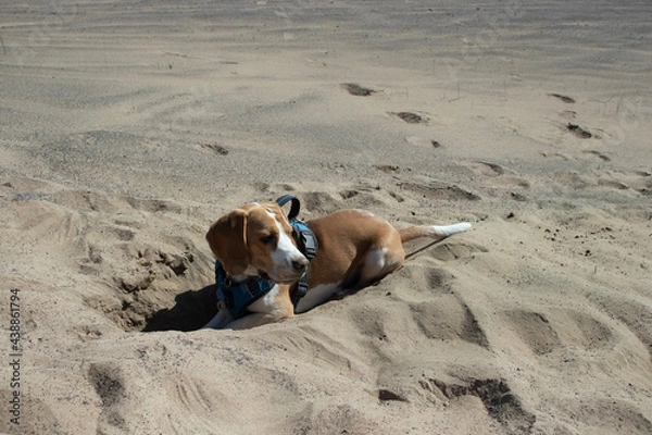 Obraz dog in the sand