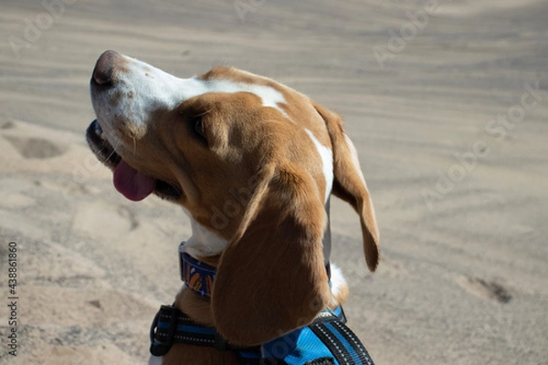 Obraz dog on the beach