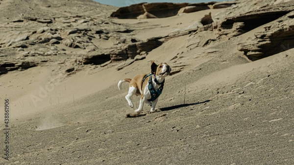 Obraz penguin on the beach