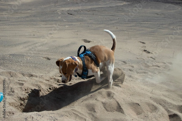 Obraz dog on the beach