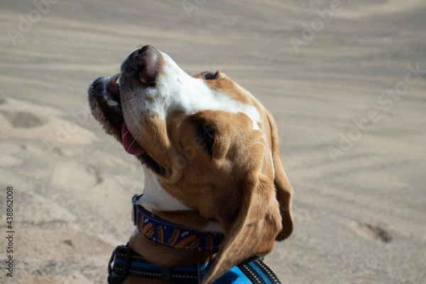 Obraz dog in the sand