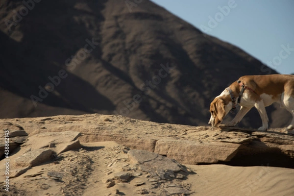 Obraz camel in the sand