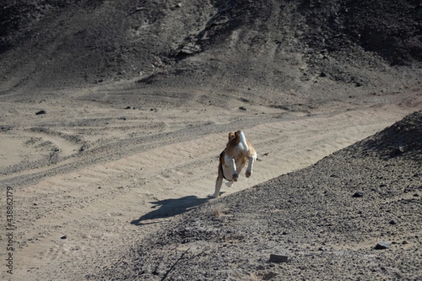 Obraz camel in the desert