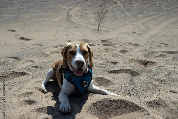 Obraz dog on the beach